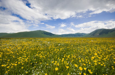 View of the famous lentils flowering in castelluccio di norcia, national park of monti sibillini