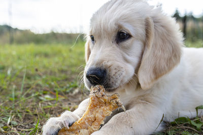 Male golden retriever dog eats a bone from pressed chicken bones outdoors lying in the grass.