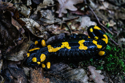 Europaean fire salamander  salamandra salamandra  romania, sibiu county