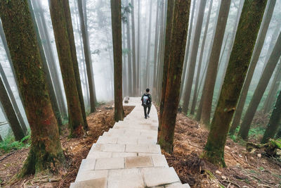 Rear view of man on footpath amidst trees in forest