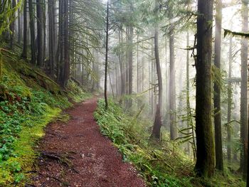 Pine trees in forest