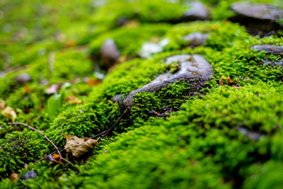 Close-up of moss growing on field