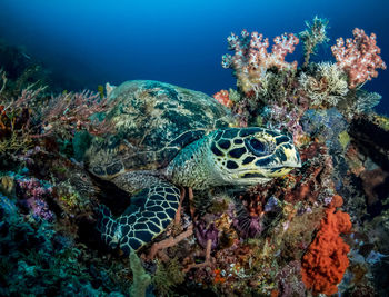 View of coral swimming in sea