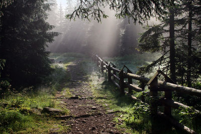 Scenic view of forest in foggy weather