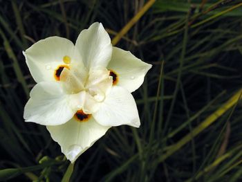 Close-up of white flower