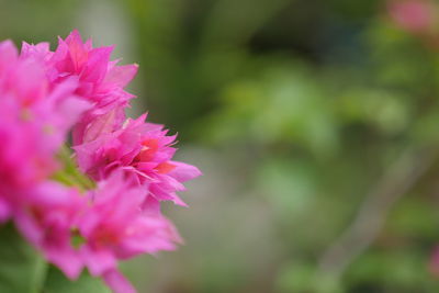 Close-up of pink flowering plant