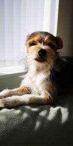 Portrait of dog sitting on bed at home