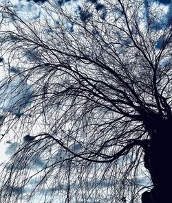 Low angle view of bare trees against sky