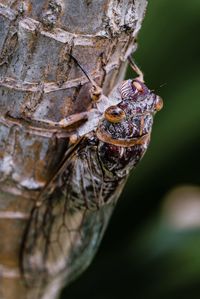 Close-up of insect on tree trunk