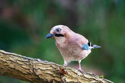 Close-up of a bird perching on branch, jaybird