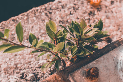 Close-up of potted plant against wall