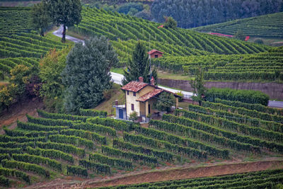 Scenic view of vineyard against sky