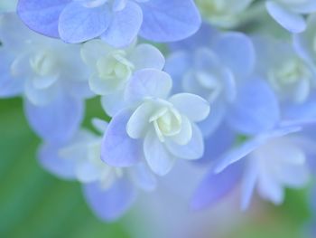 Close-up of purple flowering plant