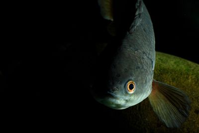 Close-up of fish swimming in sea