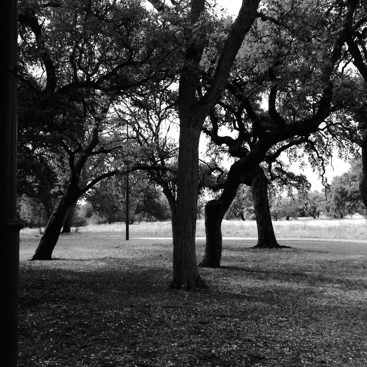 tree, tree trunk, tranquility, tranquil scene, growth, nature, park - man made space, beauty in nature, branch, scenics, landscape, park, field, shadow, day, sunlight, outdoors, sky, no people, treelined