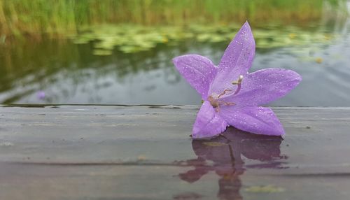 Close-up of water lily in lake