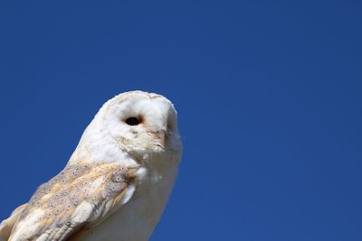 Close-up of eagle against clear blue sky