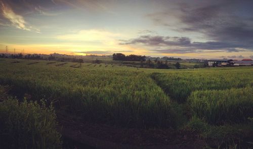 Scenic view of agricultural field against sky during sunset