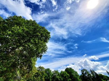 Low angle view of trees against sky