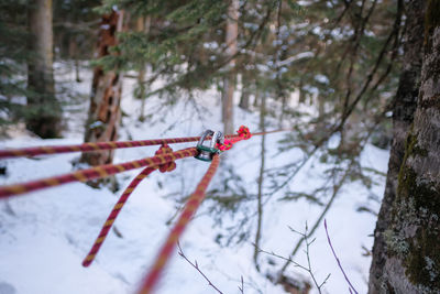 Close-up of frozen tree in forest during winter