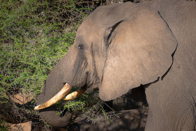 indian elephant