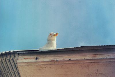 Low angle view of bird perching on roof