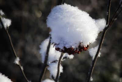 Close-up of frozen plant