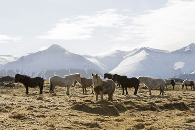 Herd of icelandic horses on a meadow in winter