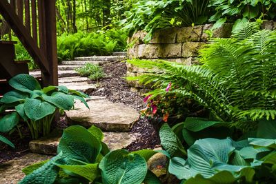 View of fern amidst trees