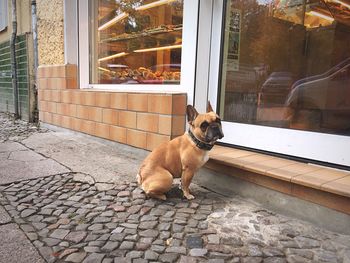 Dog standing on ground