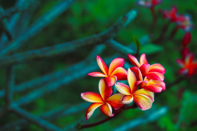 Plumeria red yellow white flower and frangipani floral, plumeria full blooming