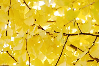 Full frame shot of yellow leaves