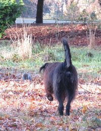 View of bird on field