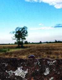 Close-up of pipe on rock