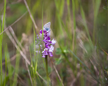 Close-up of purple flowering plants