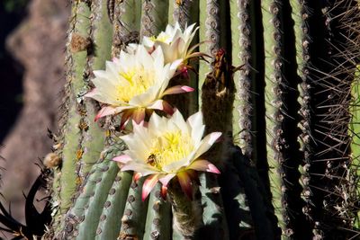 Close-up of succulent plant