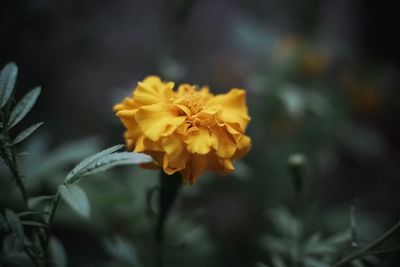 Close-up of yellow flower growing on plant