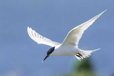 Low angle view of seagull flying against clear sky