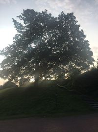 Trees on field against sky