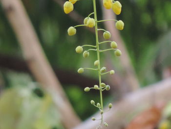 Close-up of plant