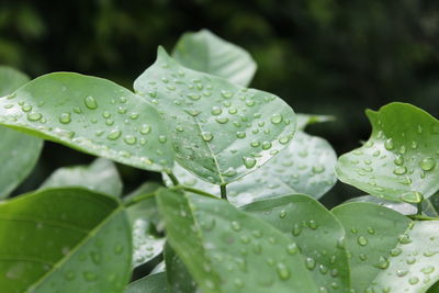 Close-up of raindrops on leaves