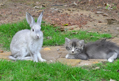 Cats relaxing on field