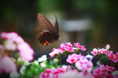 Close-up of butterfly pollinating on purple flower