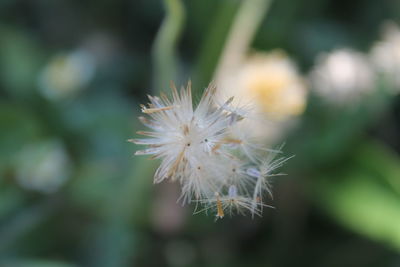 Close-up of white dandelion flower