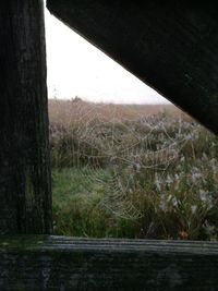 Trees on landscape against sky