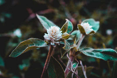 Close-up of blooming flower