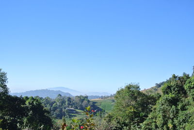 Trees on landscape against clear blue sky