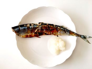 Close-up of crab over white background