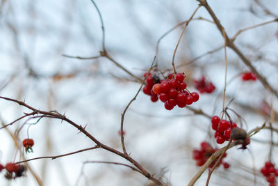 Close-up of berries on tree