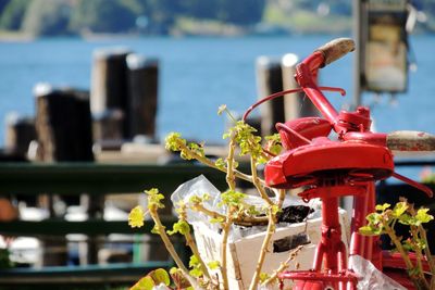 Close-up of small potted plant on table